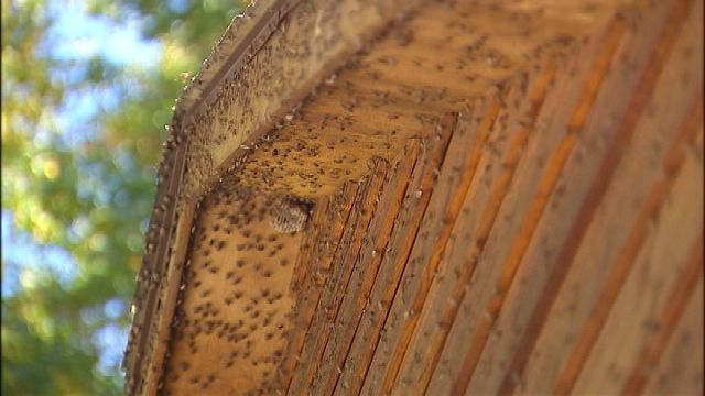 Image of house eaves covered with stink bugs