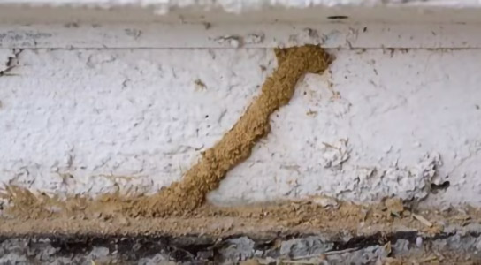 Learn How to Get Rid of Subterranean Termites