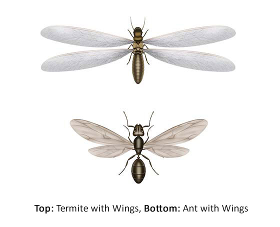 Termite Identification Chart