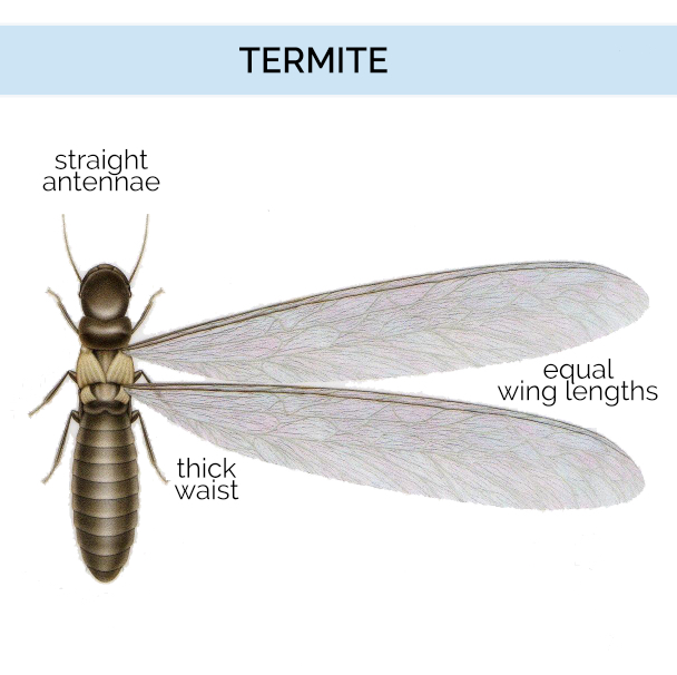 Termite Size Chart