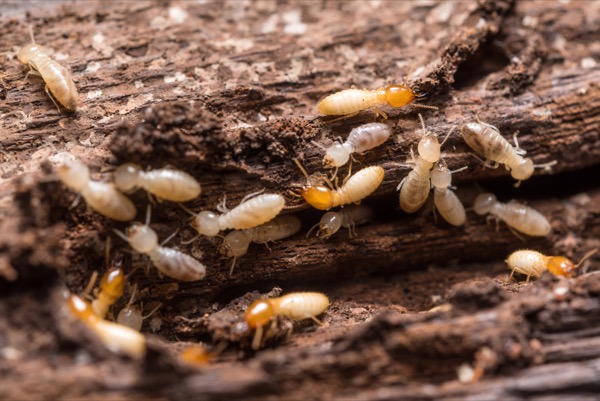 termites infesting a wooden surface