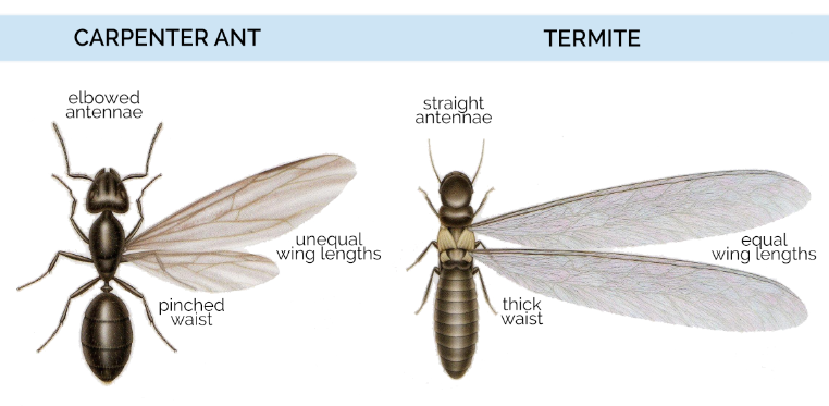 Carpenter Ant Identification Chart