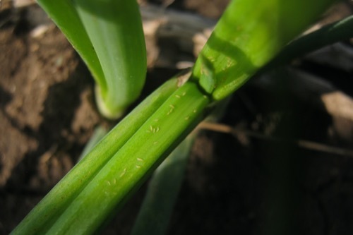 thrips cause damage to the leaves of a plant