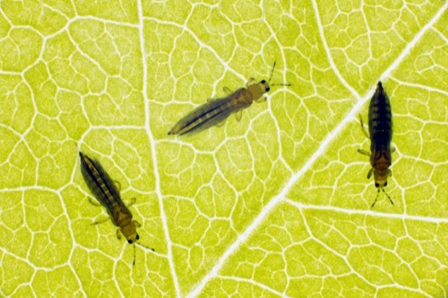 Thrips: Identification, Control, and Prevention