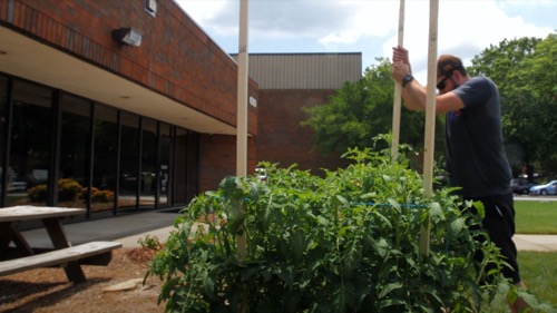 Image of a man adjusting wooden stakes in a tomato patch