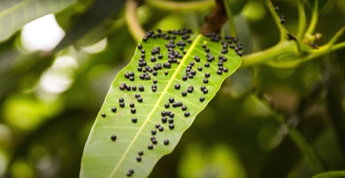 photo of potato aphids on the leaf of a plant