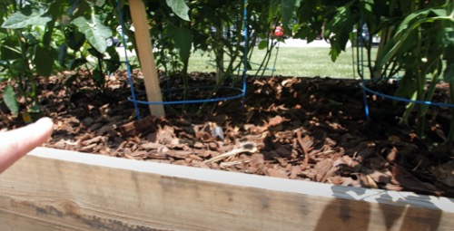 Image of a person checking the soil below their tomato plants