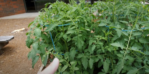 photo of a small tomato patch in a raised planting bed