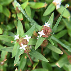Virginia Buttonweed Guide