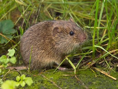 What Is a Vole?