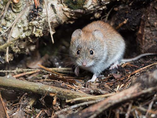 The Difference Between Moles Voles And Gophers,Marscapone
