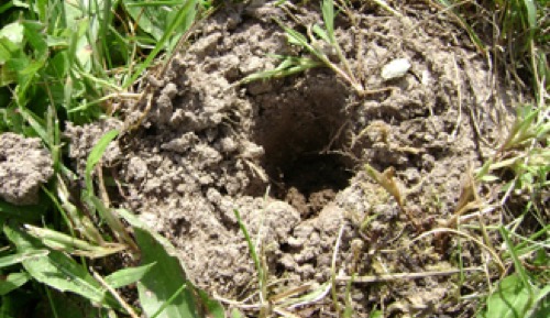 vole lawn turf damage