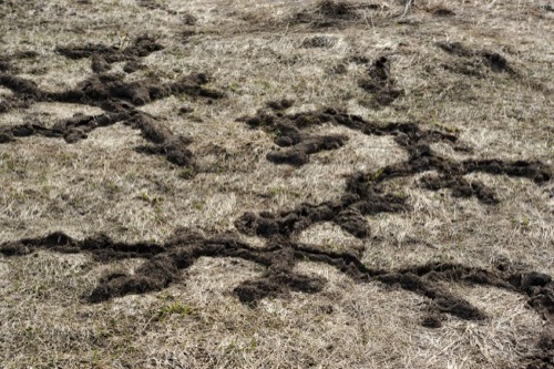 vole grass clear shelter runway