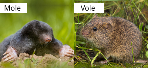 vole vs mouse