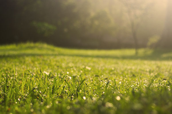 Image showing how warm weather and wet conditions create a perfect environment for diseases