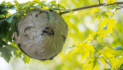 Wasp nest hanging from a tree branch