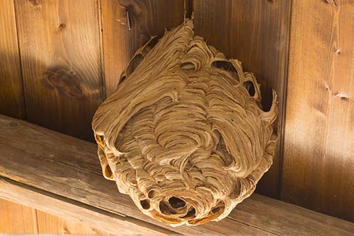 Wasp nest hanging from wood overhang