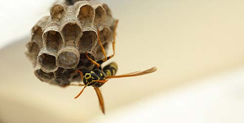 Wasp emerging from a nest