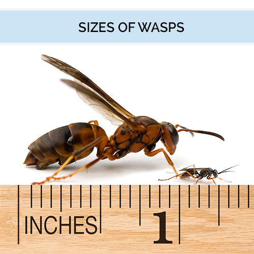 Paper Wasp Identification Chart