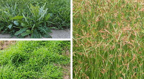 weeds identity various types