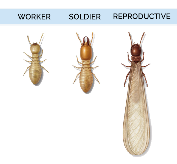 Graphic showing the various colors of drywood termite colony roles