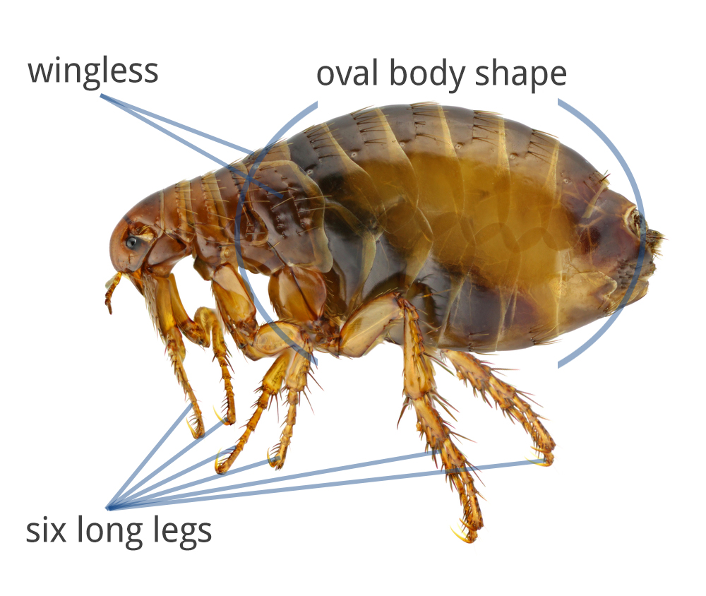 Diagram of flea anatomy