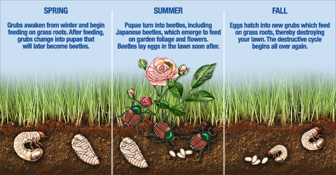 what-do-grubs-look-like-grub-identification-guide