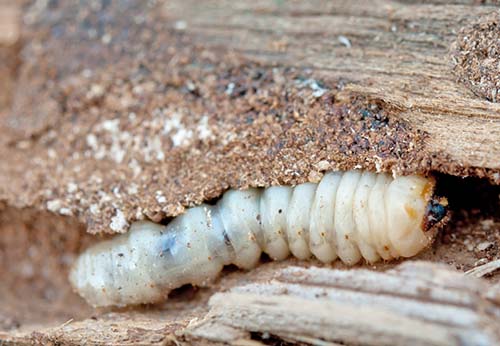 Image of a white woodworm eating wood