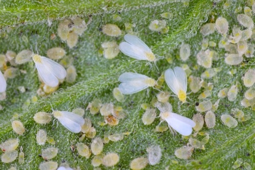 a photo of six adult whiteflies clinging to a fuzzy leaf