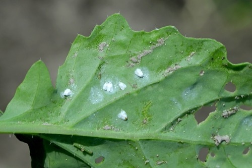 a group of tiny whiteflies clinging to a withered leaf