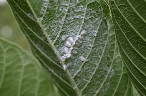 a cluster of tiny whiteflies on the underside of a dark green leaf