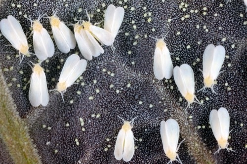 a group of adult whiteflies sitting on a dark green leaf