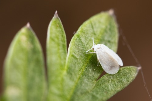 a single adult whitefly perched on a narrow green leaf
