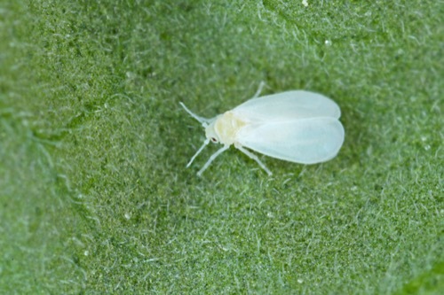 an adult whitefly sitting on a green leaf