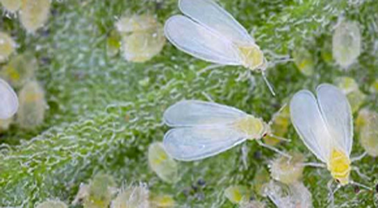 Article: How to Get Rid of Whiteflies on Plants