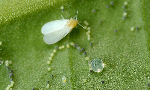 a whitefly has produced honeydew on the underside of a leaf
