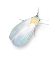 Whiteflies Guide