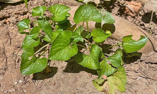 wild violet weeds growing in hard soil with no flowers visible