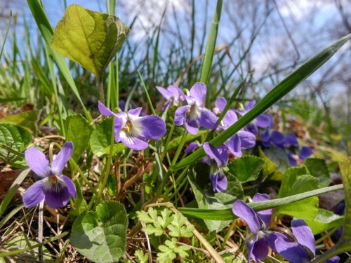 wild violet weeds among other grasses with purple flowers visible