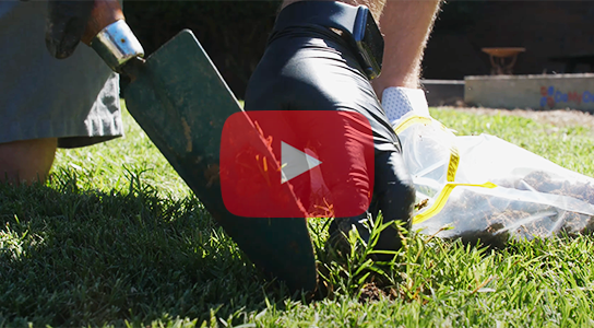 Video: Dormant Lawn Care Tips 