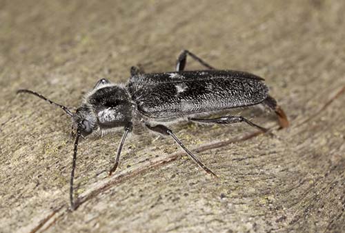 Image of a wood-boring beetle