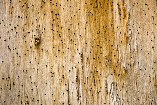 Image showing wood boring beetle damage
