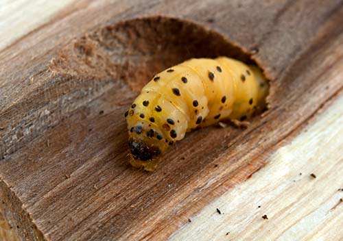 wood-boring-beetle-prevention-guide-step-by-step-guide