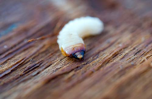 How To Get Rid Of Wood Boring Beetles Step By Step Guide