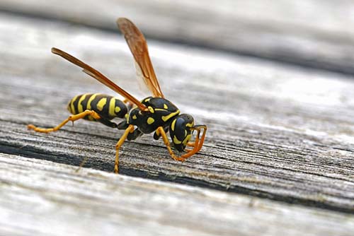 red ground hornets