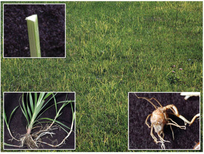 Diagram showing the shape of the nutsedge stem