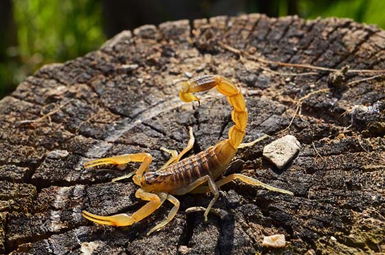 Image of a scorpion on a tree trunk