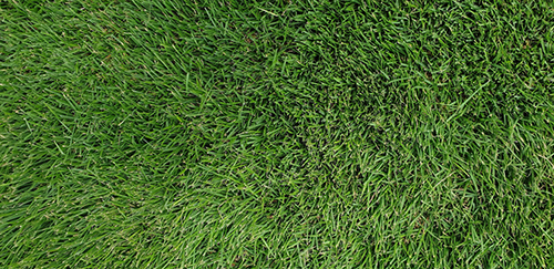 How To Care For Zoysia Grass