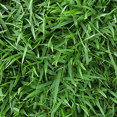 How to Care for Zoysiagrass Guide