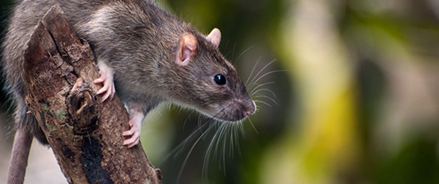 Hunting Down Rat and Mice Trap Collectibles - Pest Control Technology
